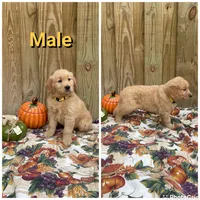 Yellow, a male Golden Retriever for sale in Harlem, GA – 1 of 3