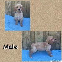 Black, a male Golden Retriever for sale in Harlem, GA – Photo 1 of 2