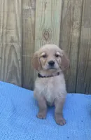 Black, a male Golden Retriever for sale in Harlem, GA – Photo 2 of 2