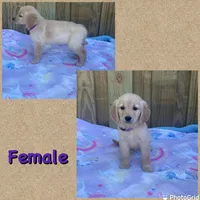 Purple, a female Golden Retriever for sale in Harlem, GA – Photo 2 of 2