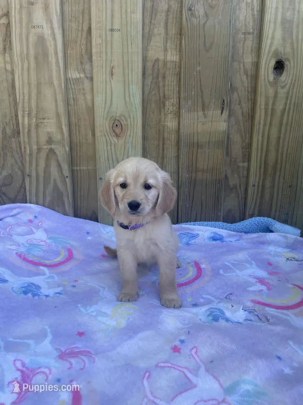 Purple – Golden Retriever puppy for sale in Harlem, GA