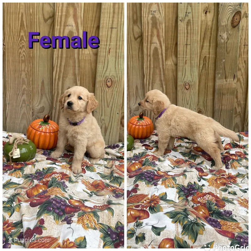 Purple – Golden Retriever puppy for sale in Harlem, GA