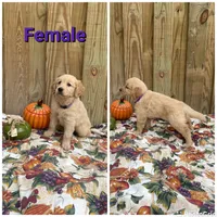 Purple, a female Golden Retriever for sale in Harlem, GA – 1 of 3