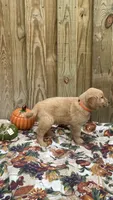 Orange , a male Golden Retriever for sale in Harlem, GA – 3 of 3