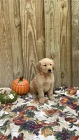 Orange , a male Golden Retriever for sale in Harlem, GA – 2 of 3