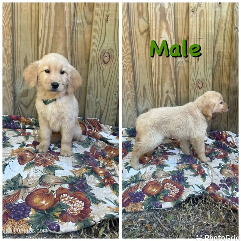 Green – Golden Retriever puppy for sale in Harlem, GA