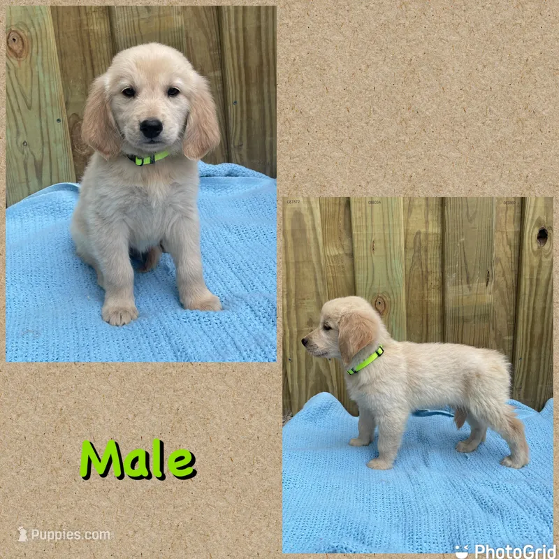 Lime Green – Golden Retriever puppy for sale in Harlem, GA