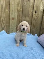 Lime Green, a male Golden Retriever for sale in Harlem, GA – Photo 2 of 2