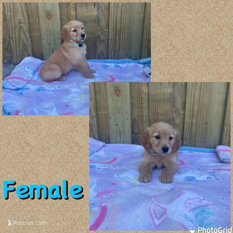 Teal – Golden Retriever puppy for sale in Harlem, GA