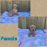 Teal, a female Golden Retriever for sale in Harlem, GA – Photo 1 of 2