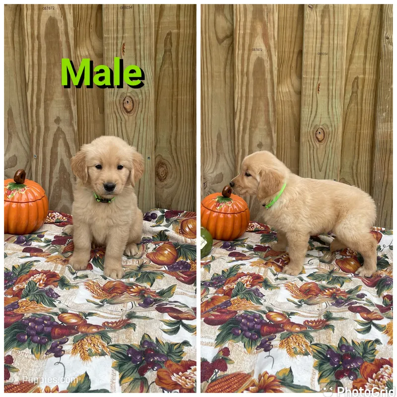 Green – Golden Retriever puppy for sale in Harlem, GA