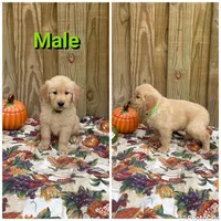 Green, a male Golden Retriever for sale in Harlem, GA – 1 of 3