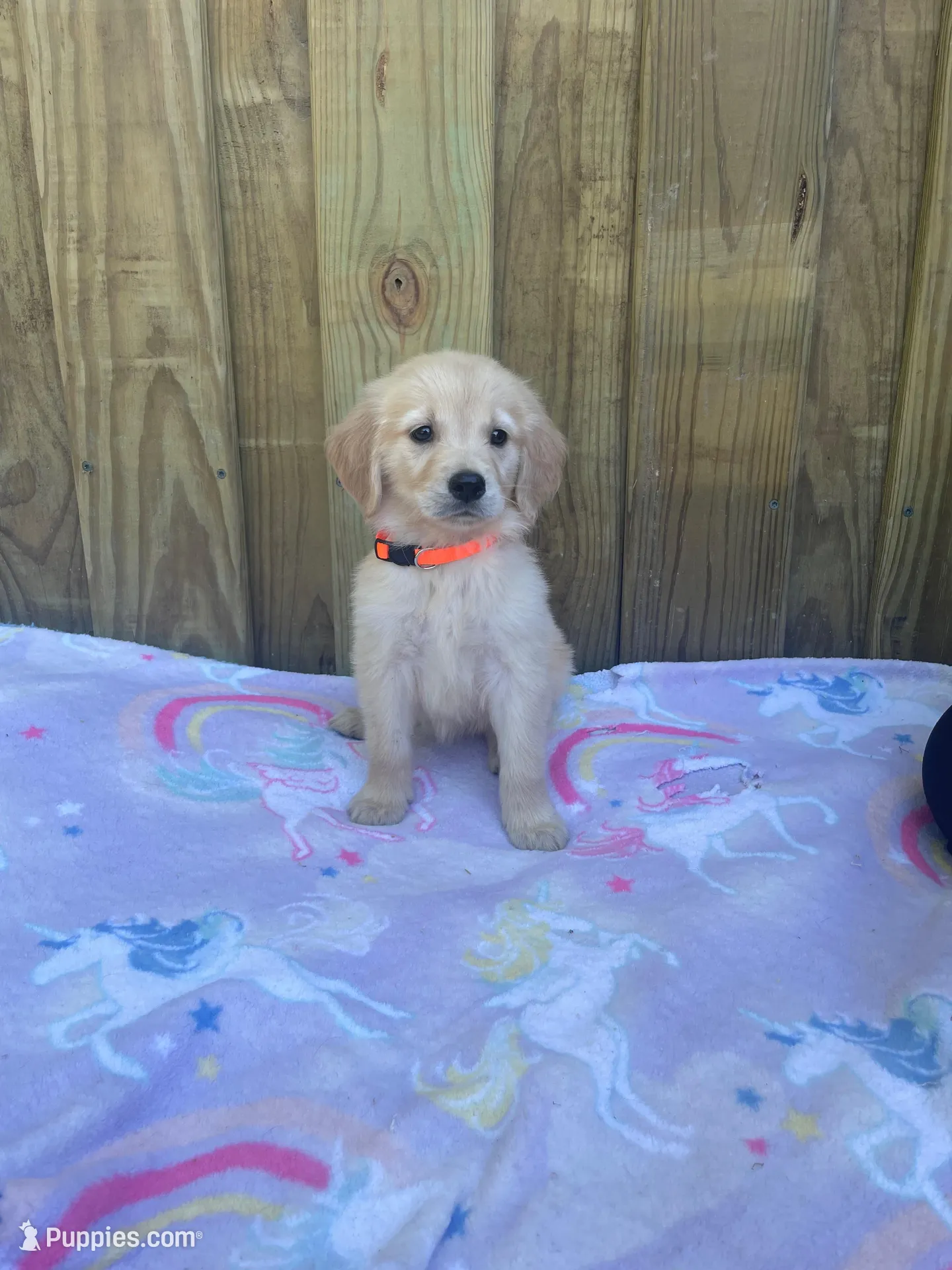 Orange , a female Golden Retriever for sale in Harlem, GA – Photo 1 of 2