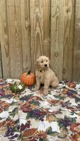 Yellow, a male Golden Retriever for sale in Harlem, GA – 2 of 3
