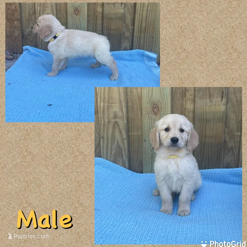 Yellow – Golden Retriever puppy for sale in Harlem, GA
