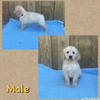 Yellow, a male Golden Retriever for sale in Harlem, GA – Photo 1 of 2