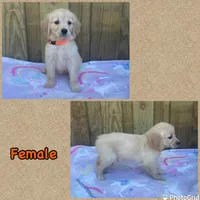 Orange , a female Golden Retriever for sale in Harlem, GA – Photo 2 of 2