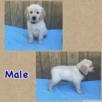 Blue, a male Golden Retriever for sale in Harlem, GA – Photo 2 of 2
