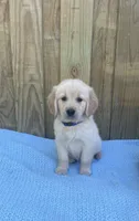Blue, a male Golden Retriever for sale in Harlem, GA – Photo 1 of 2