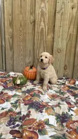 Purple, a female Golden Retriever for sale in Harlem, GA – 3 of 3