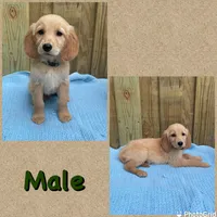 Green, a male Golden Retriever for sale in Harlem, GA – Photo 2 of 2