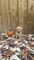 Green, a male Golden Retriever for sale in Harlem, GA – 2 of 3