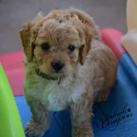 Ian, a male Cavapoo for sale in Mount Croghan, SC – Photo 2 of 3