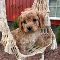 Ian, a male Cavapoo for sale in Mount Croghan, SC – Photo 1 of 3