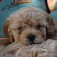 Ian, a male Cavapoo for sale in Mount Croghan, SC – Photo 3 of 3