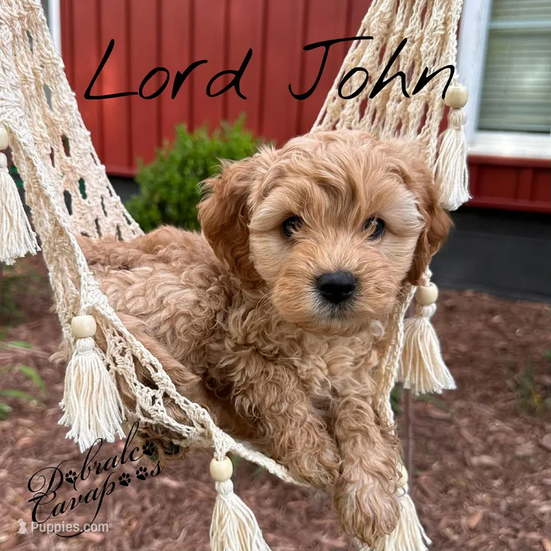 Lord John – Cavapoo puppy for sale in Mount Croghan, SC