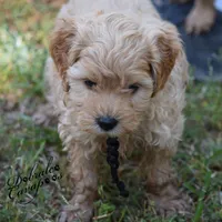 Lord John, a male Cavapoo for sale in Mount Croghan, SC – Photo 4 of 4