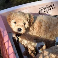 Lord John, a male Cavapoo for sale in Mount Croghan, SC – Photo 3 of 4