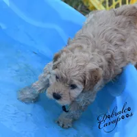 Lord John, a male Cavapoo for sale in Mount Croghan, SC – Photo 2 of 4