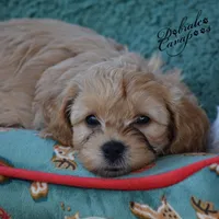 Murtagh, a male Cavapoo for sale in Mount Croghan, SC – Photo 3 of 3