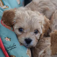 Murtagh, a male Cavapoo for sale in Mount Croghan, SC – Photo 2 of 3