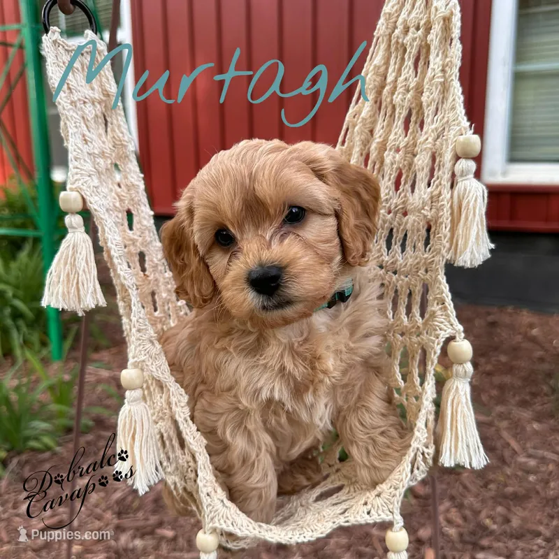 Murtagh – Cavapoo puppy for sale in Mount Croghan, SC