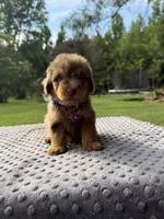 Lexi, a female Poodle - Standard  for sale in Bessemer City, NC – 2 of 4