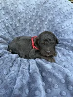 River , a male Miniature Aussiedoodle for sale in Bessemer City, NC – 3 of 3