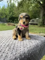 Pearl, a female Poodle - Standard  for sale in Bessemer City, NC – 2 of 3