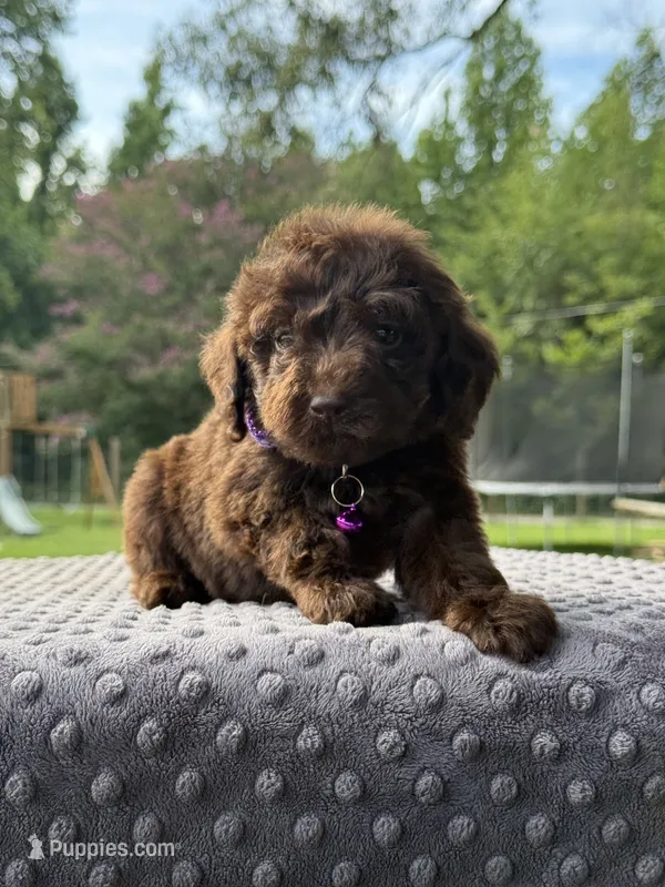 Penny – Poodle - Standard  puppy for sale in Bessemer City, NC