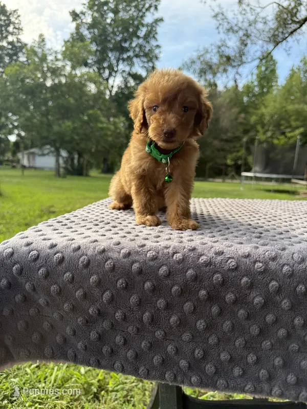 Rose – Poodle - Standard  puppy for sale in Bessemer City, NC