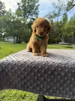 Rose, a female Poodle - Standard  for sale in Bessemer City, NC – 1 of 2
