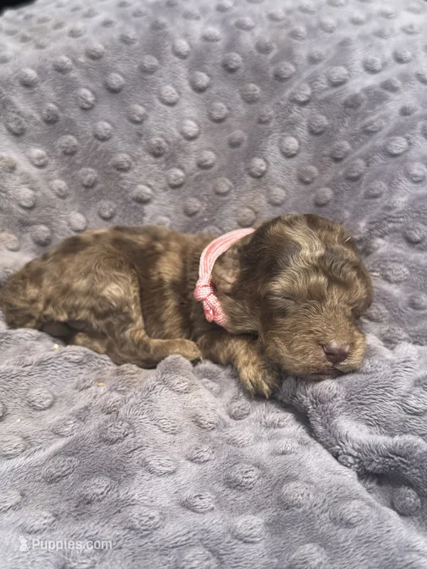 Channel – Poodle - Standard  puppy for sale in Bessemer City, NC