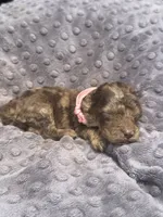 Channel, a female Poodle - Standard  for sale in Bessemer City, NC – 1 of 1
