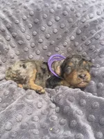 Pearl, a female Poodle - Standard  for sale in Bessemer City, NC – 1 of 1