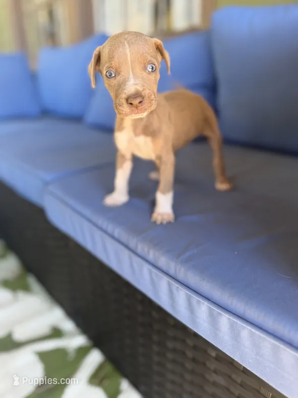 Fred – Catahoula Leopard Dog puppy for sale in Bessemer City, NC