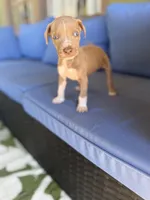 Fred, a male Catahoula Leopard Dog for sale in Bessemer City, NC – 1 of 1