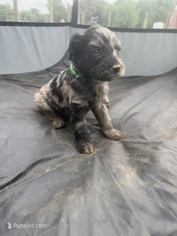 Lilly – Miniature Aussiedoodle puppy for sale in Bessemer City, NC