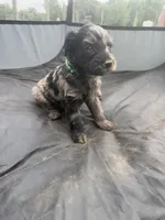 Lilly, a female Miniature Aussiedoodle for sale in Bessemer City, NC – 1 of 2