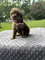 Channel, a female Poodle - Standard  for sale in Bessemer City, NC – 3 of 4